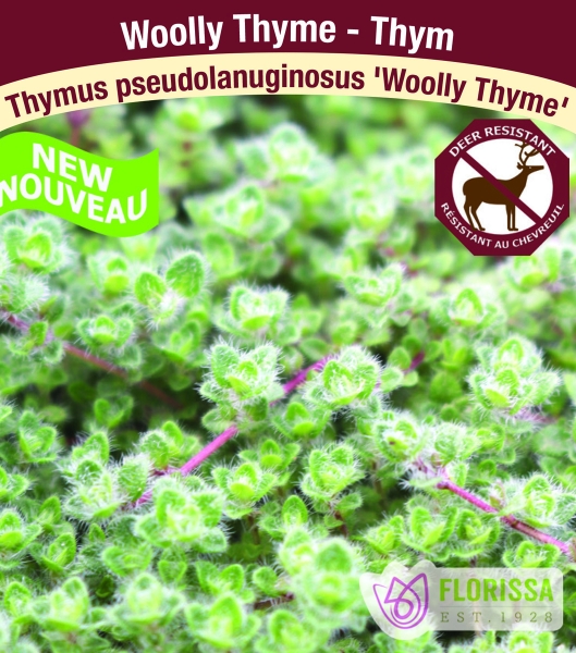 Thymus 'Woolly' 